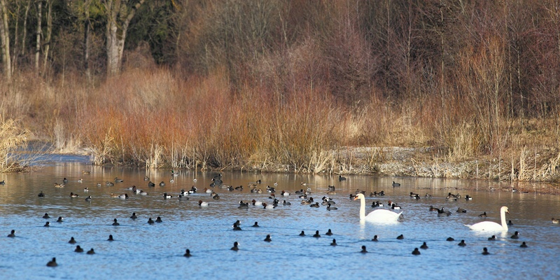 Überwinternde Wasservögel
