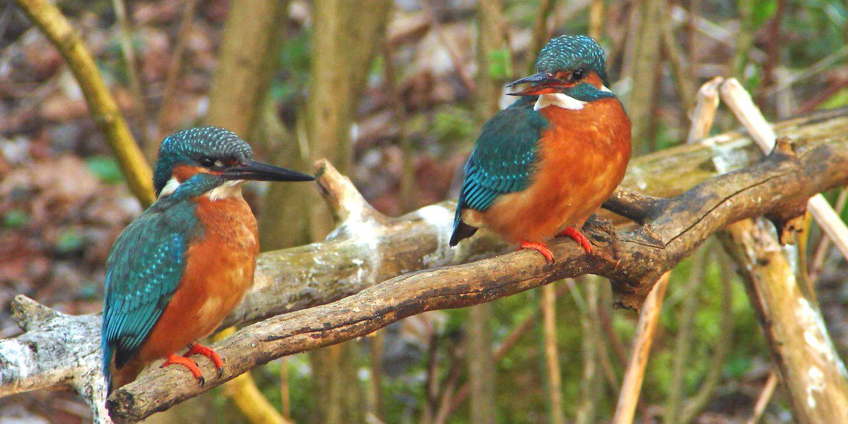 Eisvogel - links Männchen, rechts Weibchen