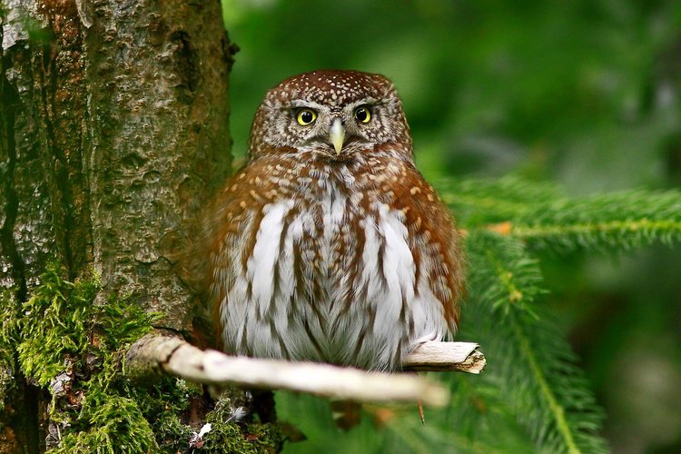 Sperlingskauz (Außenvoliere NP Bayer. Wald)