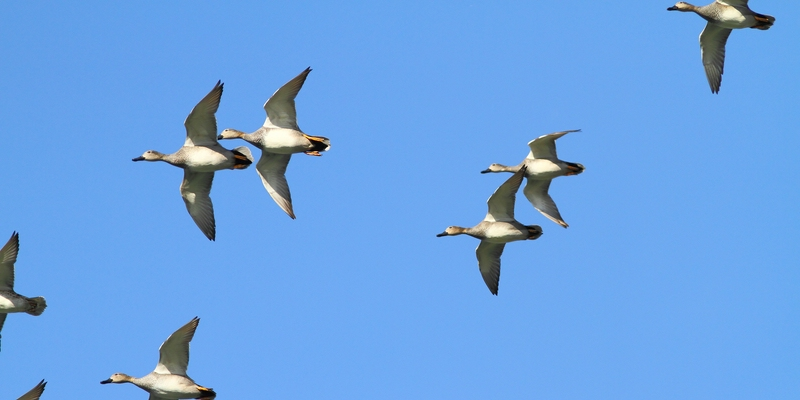 Schnatterenten im Anflug
