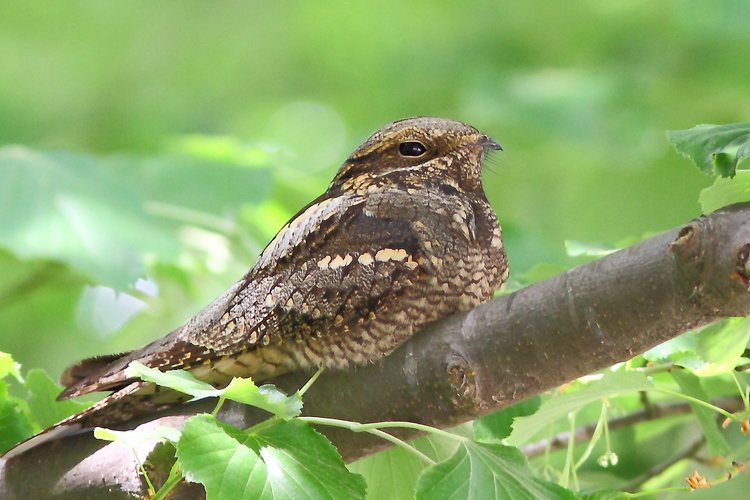 Ziegenmelker - in Bayern vom Aussterben bedroht