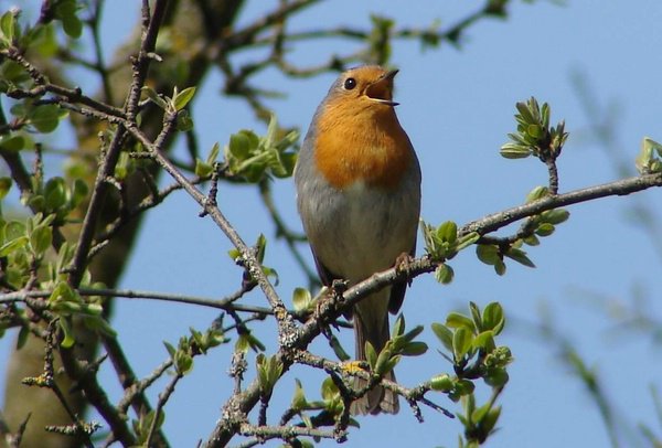 Rotkehlchen