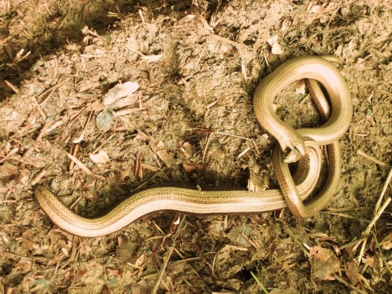 Blindschleichen beim Liebesbiss