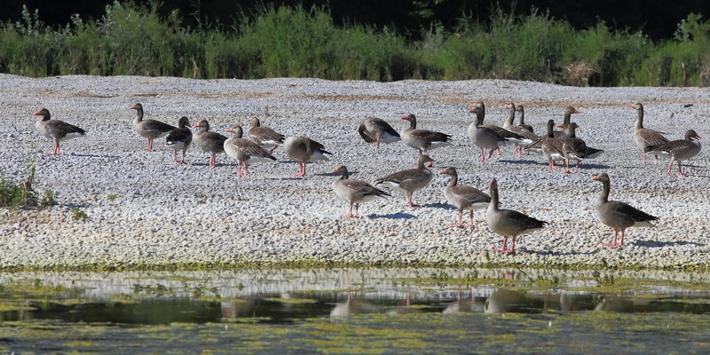 Graugänse auf der Kiesbank