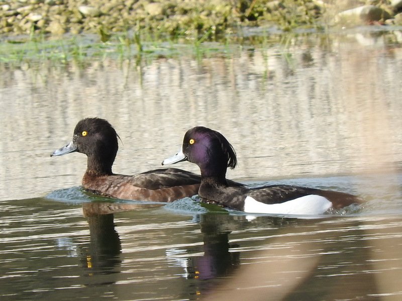 Reiherenten