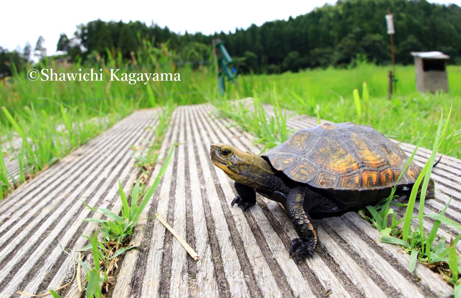 日本固有種のニホンイシガメは減っている Shawichi Kagayama S Website