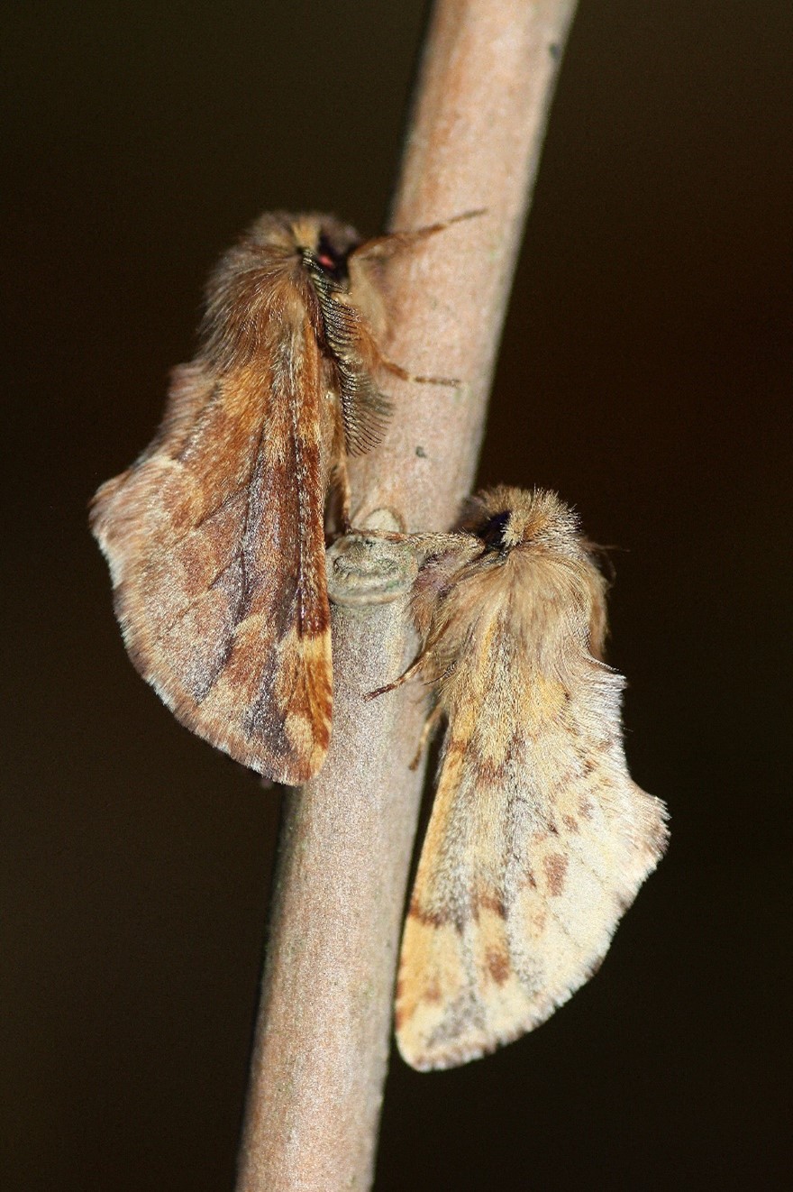 Haarschuppenspinner