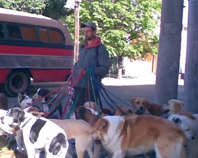 REGLAMENTO ARGENTINO para el Paseador de Perros... pinchad aquí.