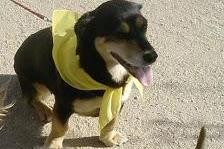 PAÑUELO AMARILLO, perro en adopción.