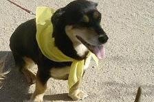 PAÑUELO AMARILLO, perro en adopción.