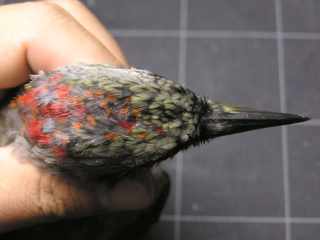 アオゲラ幼鳥の頭部