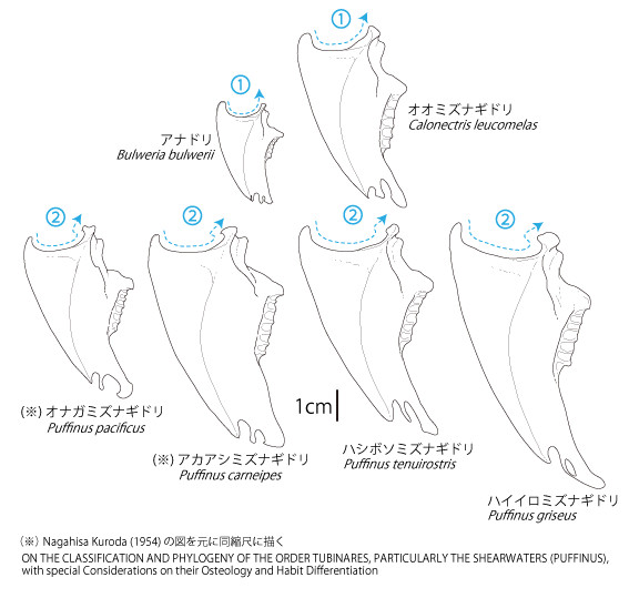 オオミズナギドリ - とりほね