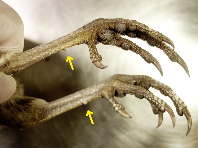 メスでも蹴爪の痕跡のような小さな突起がある。