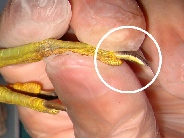 第3趾（中趾）の爪は、内側が櫛状になっている。