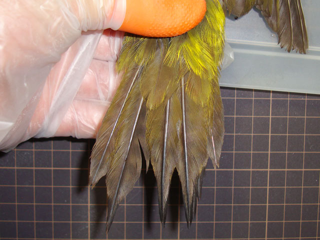 アオゲラ尾羽の羽軸は非常に太い