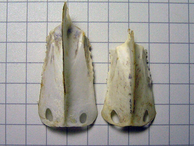 胸骨比較。本個体（オス）は右。左はメス。