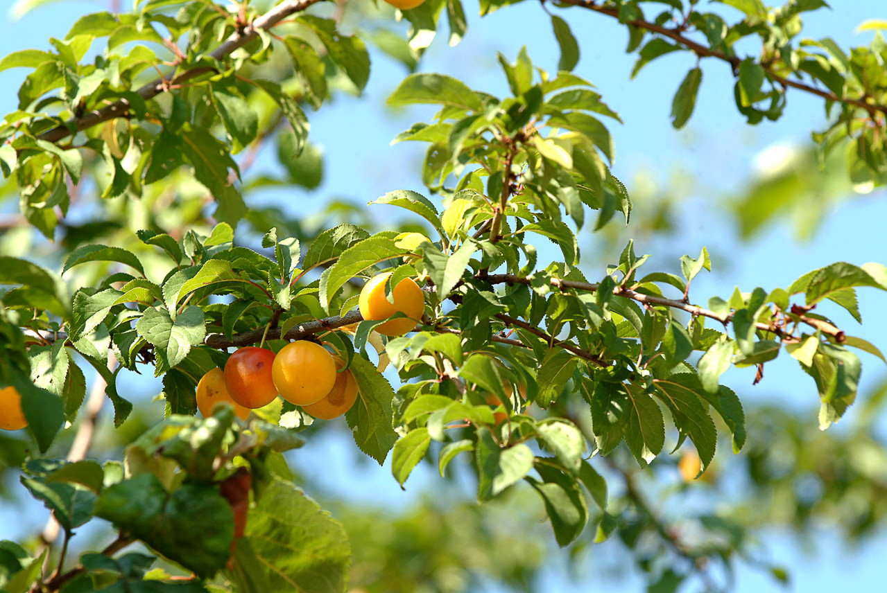 Mirabelle de Lorraine