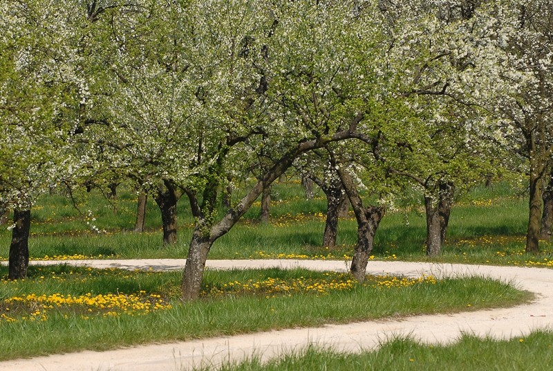 Mirabelliers en fleurs