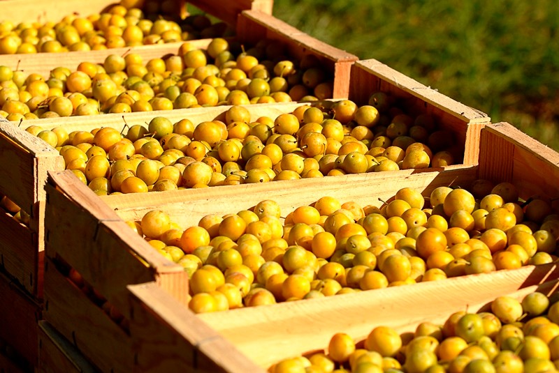 Mirabelles de Lorraine