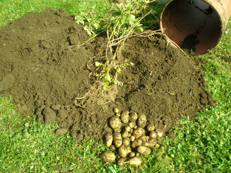 Kartoffeln in einer Tonne/ Fass anbauen Versuch 2013