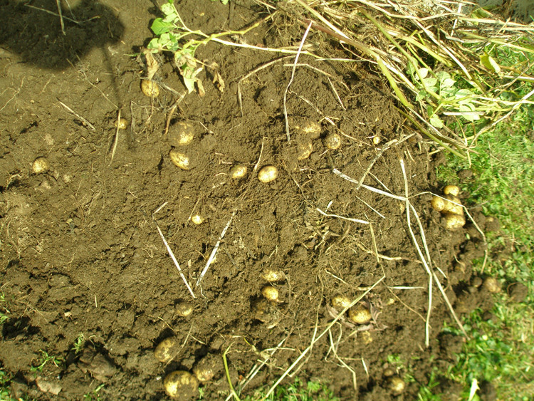 Kartoffeln in einer Tonne/ Fass anbauen Versuch 2013