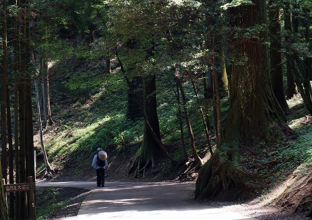 雲辺寺　杉の大木に囲まれた参道は、どこまでも静寂