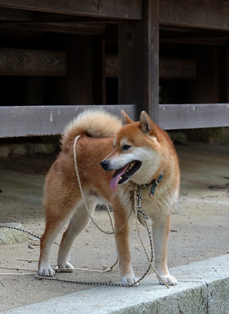 10　西山興隆寺　本堂を守る芝犬