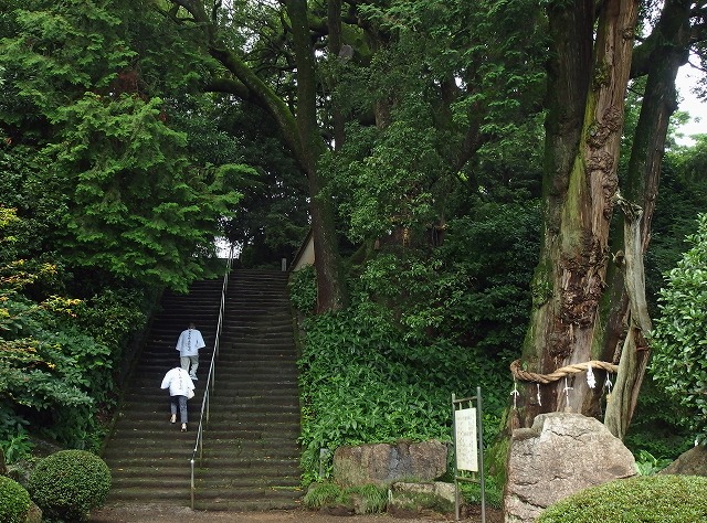 67　大興寺  樹齢1200年のカヤの木とお遍路さん