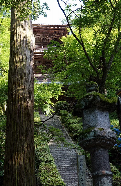 10　西山興隆寺　コウヨウザン(中国・台湾杉)　樹齢180年と三重の塔