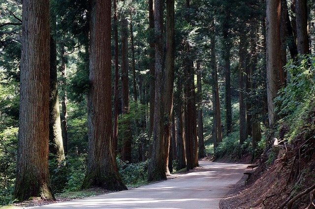 66　雲辺寺　杉の大木に囲まれた参道　どこまでも静寂です