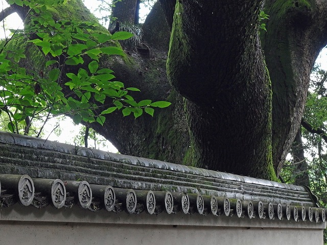 67　大興寺　クスノキ　樹齢1200年  これまで何人のお遍路さんを見てきたのでしょうか？