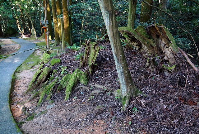 10　西山興隆寺　　千年超杉の古株　昭和43年に枯れる　残念です