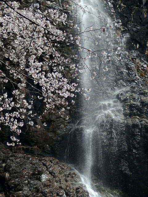 三豊市　春の不動の滝