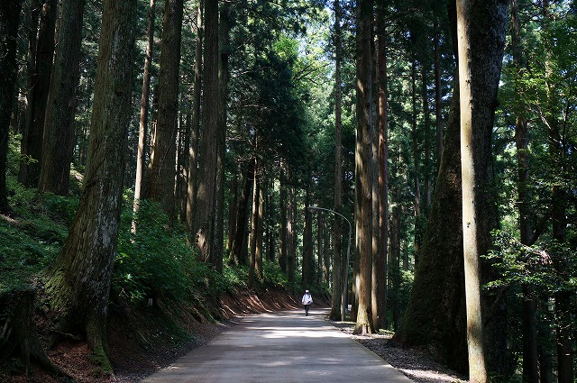 雲辺寺　徳島側から車で上がると、こんな神秘的な参道を通れます