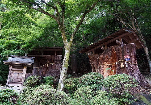 10　西山興隆寺　杉の大木　住職の奥さんが言うには、樹齢は1300年らしい