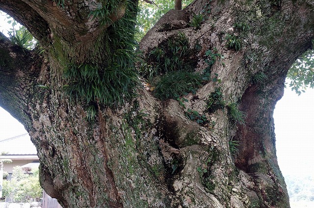 香川県　三豊市　財田町　JR財田駅　タブの木　樹齢700年