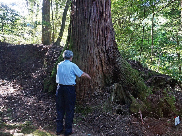 10　西山興隆寺　参道　杉の大木　樹齢は300-400年か、、、