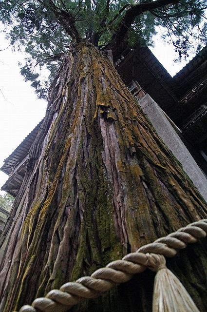 13　仙龍寺　樹齢800年の杉、、、ただただ圧倒されます。