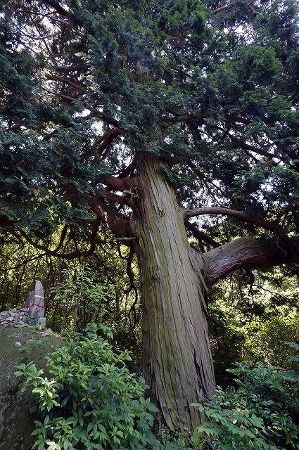 73　出釈迦寺～奥の院　　香川の保存木　檜