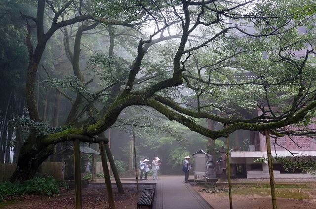 65　三角寺　樹齢300-400年の山桜と本堂　静寂な澄んだ空気に満ちた寺です