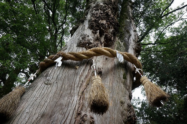 67　大興寺　弘法大師が種を植えたカヤの木　樹齢1200年