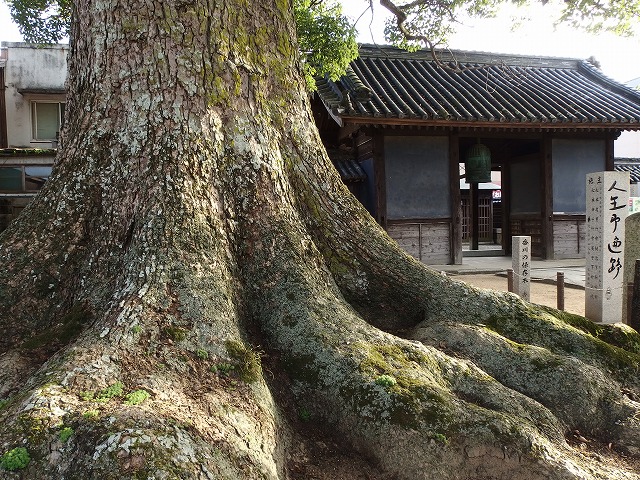 87　長尾寺　見た感で樹齢500-600年くらいか？