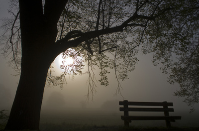 Einsamer Baum im Nebelkleid