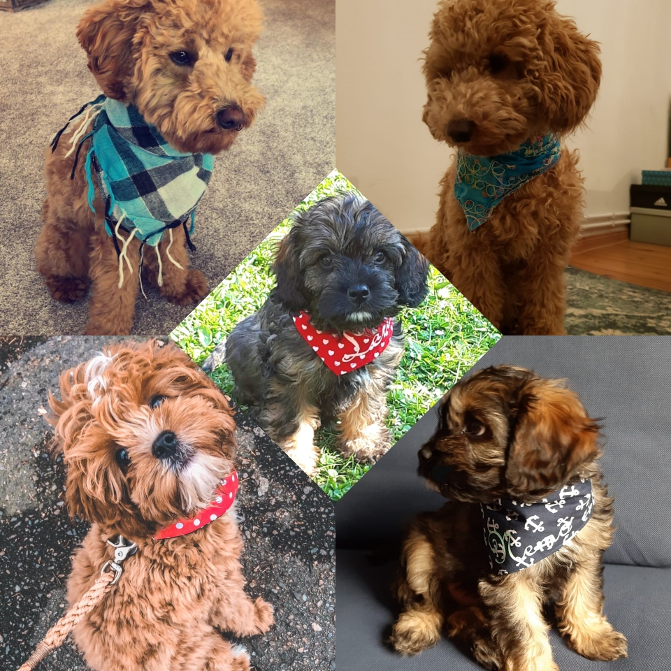 News Cavapoo
