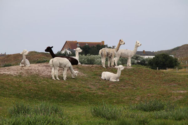 Eine Alpac-Herde auf Langeoog