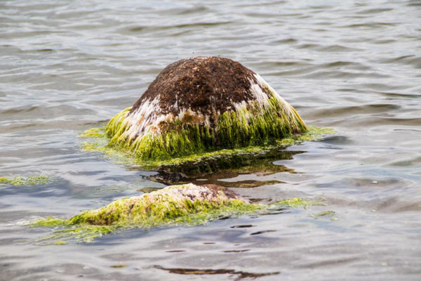 Mit Algen bewachsene Steine vor Rügen