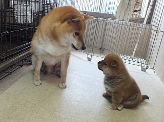 今日も子犬の喧嘩相手です