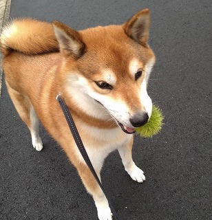 巣立った子犬2 - 柴犬専門ブリーダー・子犬販売 巣立った子犬2 - 柴犬専門ブリーダー・子犬販売