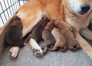 柴犬親子の画像
