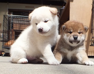 きくの白オス 柴犬ブリーダー 子犬販売 里親募集 きくの白オス 柴犬ブリーダー 子犬販売 里親募集
